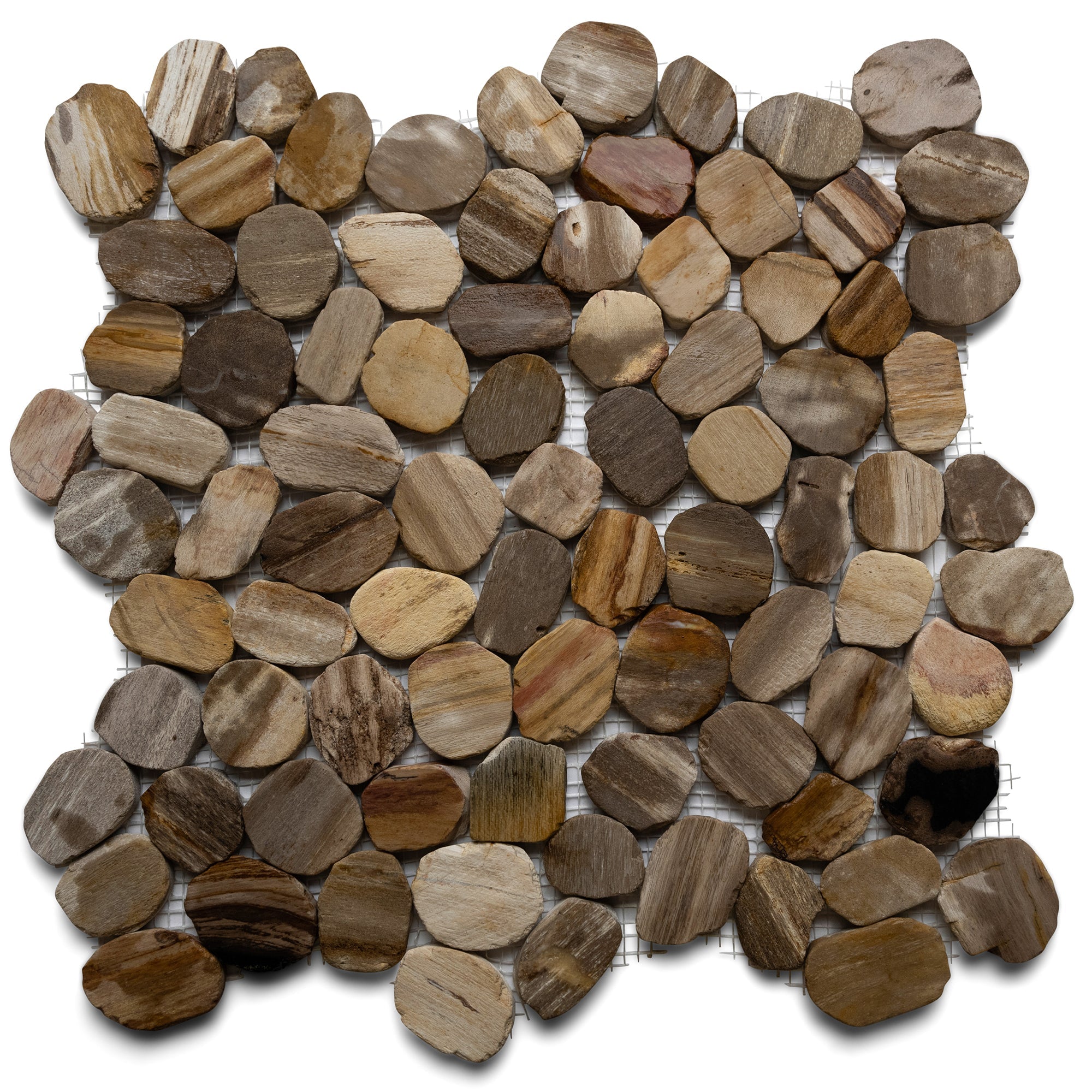 Sliced Mini Oval Petrified Fossil Pebble Tile | Sliced Pebble